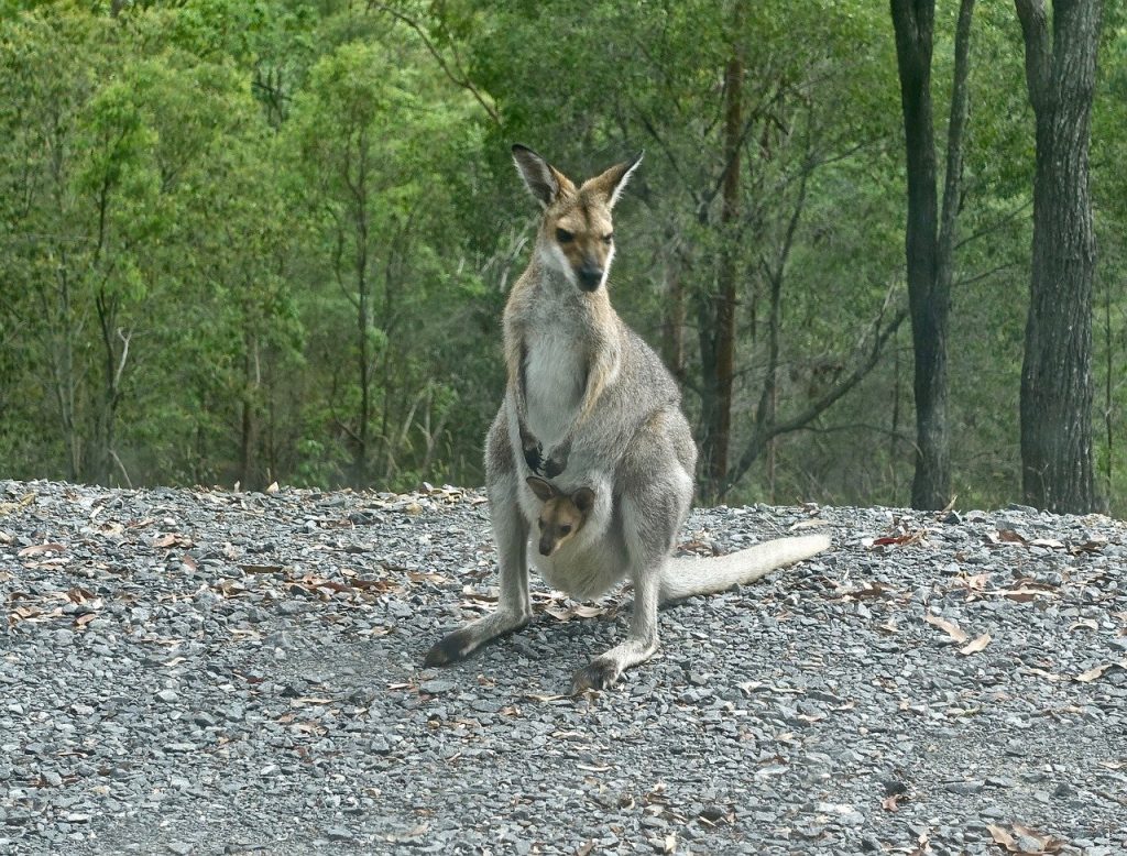 kangaroo, wallaby, joey